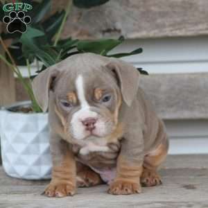 Rolex, Beabull Puppy