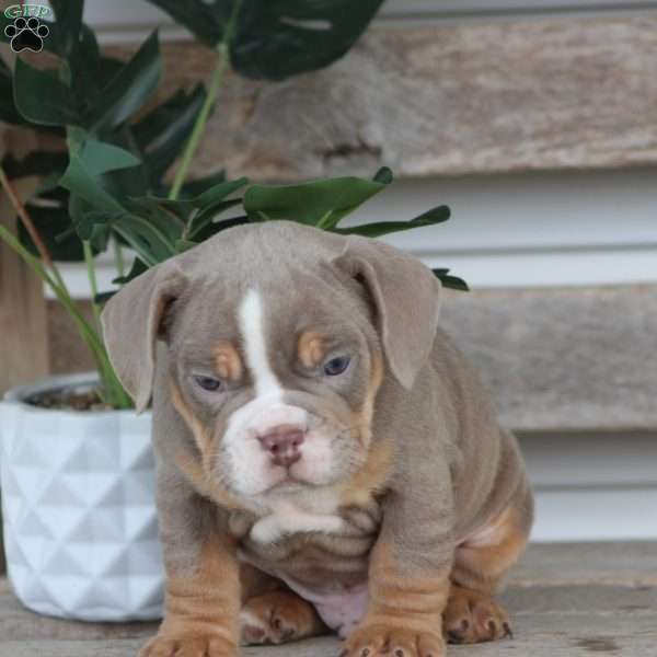 Rolex, Beabull Puppy