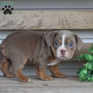 Rolex, Beabull Puppy