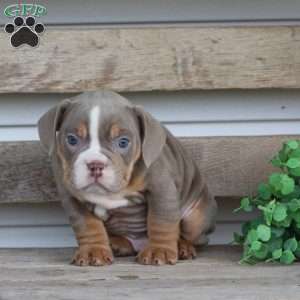 Rolex, Beabull Puppy