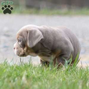 Rolex, Beabull Puppy