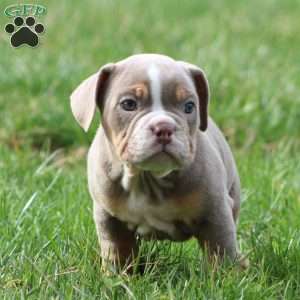 Rolex, Beabull Puppy