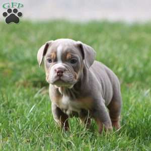 Rolex, Beabull Puppy