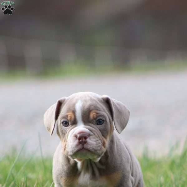 Rolex, Beabull Puppy