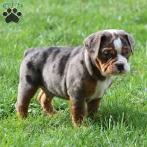 Fabian, Beabull Puppy