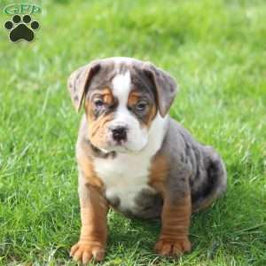 Fabian, Beabull Puppy