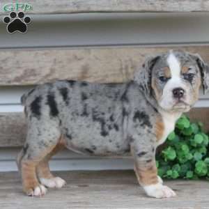 Bianca, Beabull Puppy