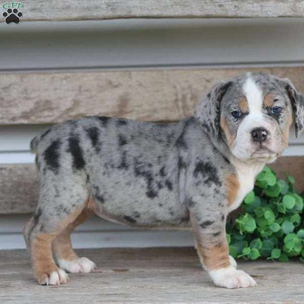 Bianca, Beabull Puppy