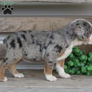 Bianca, Beabull Puppy