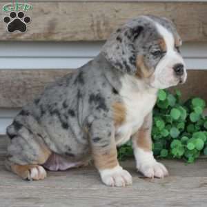 Bianca, Beabull Puppy