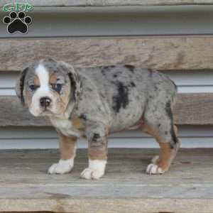 Bianca, Beabull Puppy