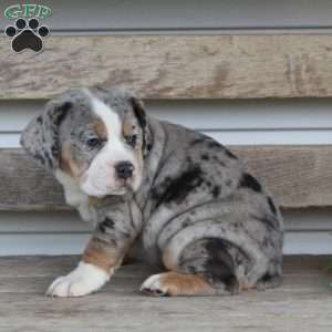 Bianca, Beabull Puppy