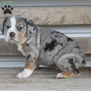 Bianca, Beabull Puppy