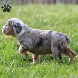 Bianca, Beabull Puppy