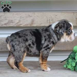 Jewel, Beabull Puppy