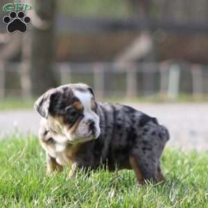 Jewel, Beabull Puppy