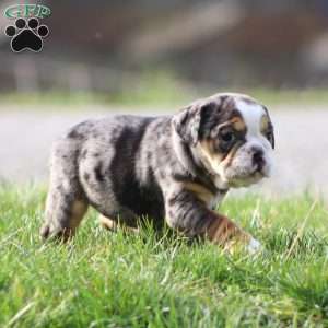 Jewel, Beabull Puppy