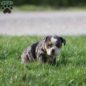 Jewel, Beabull Puppy