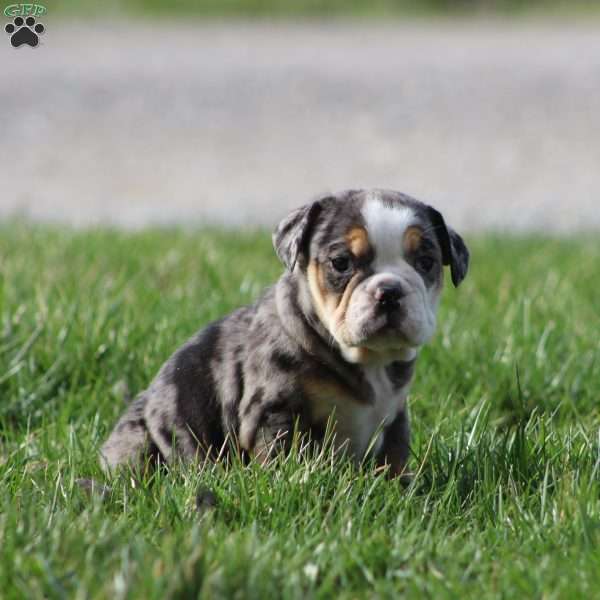 Jewel, Beabull Puppy