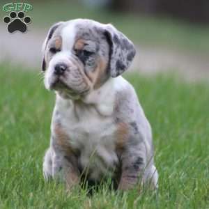 Bianca, Beabull Puppy