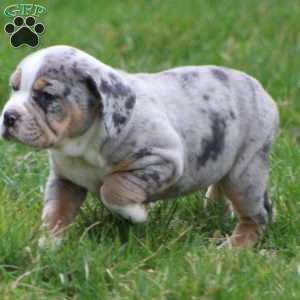 Bianca, Beabull Puppy