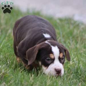 April, Beabull Puppy