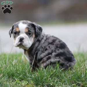 Jewel, Beabull Puppy