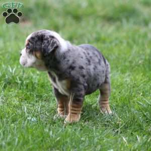 Jewel, Beabull Puppy