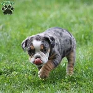 Jewel, Beabull Puppy