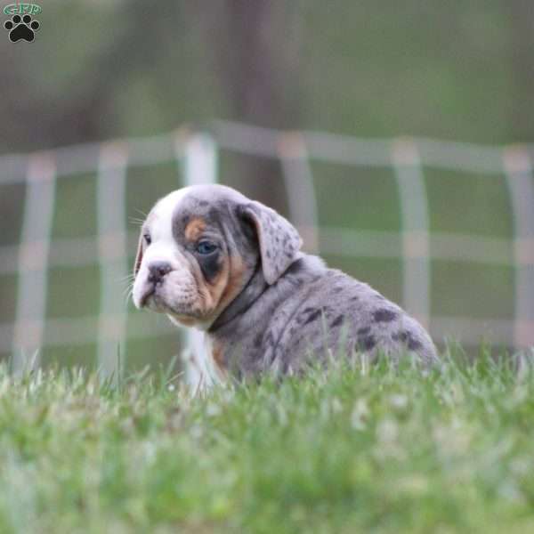 Reba, Beabull Puppy