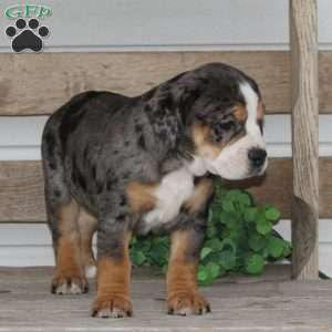 Molly, Beabull Puppy