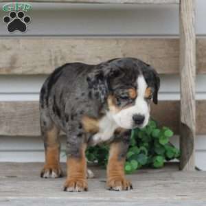 Molly, Beabull Puppy