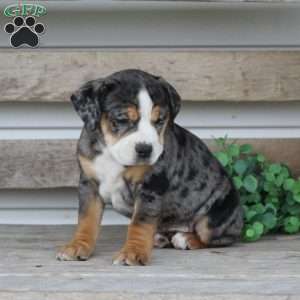 Molly, Beabull Puppy