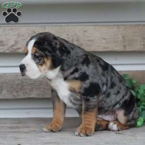 Molly, Beabull Puppy