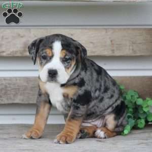 Molly, Beabull Puppy