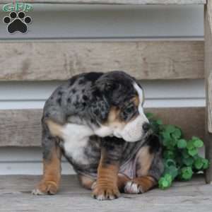 Molly, Beabull Puppy