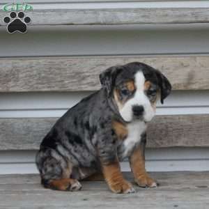 Molly, Beabull Puppy