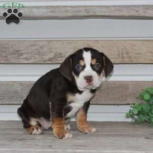 April, Beabull Puppy