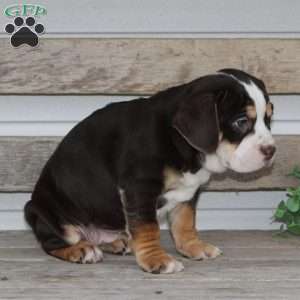 April, Beabull Puppy