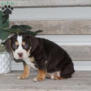 April, Beabull Puppy