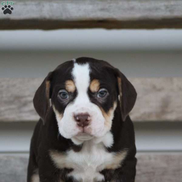 April, Beabull Puppy