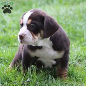 April, Beabull Puppy