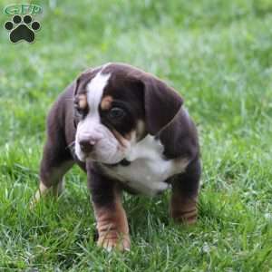 April, Beabull Puppy