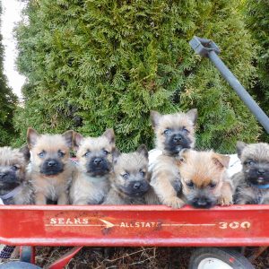 Lucy Zimmerman,  Breeder