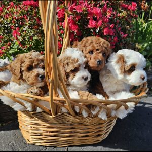 Paula Tiller, View Puppies Breeder