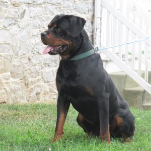 Daniel Hurst, View Puppies Breeder