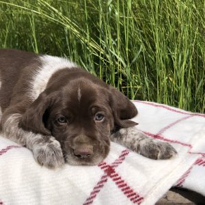 Ervin Lapp,  Breeder