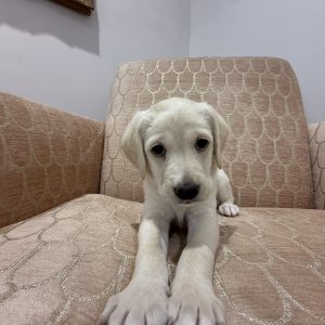 Leslie Ward, View Puppies Breeder