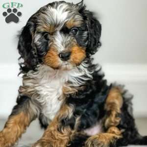 Arlo, Cavapoo Puppy