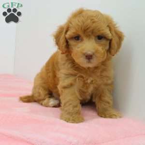 Hellen, Havapoo Puppy